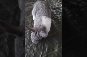 cute bunny