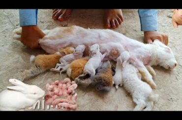cute rabbit baby drinking milk of her mother slow || UK Animal