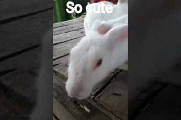 So cute rabbit #short
