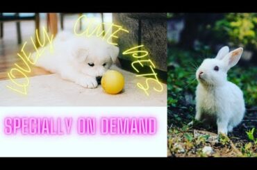 #lovely cute pets#cute rabbit#cute puppies#