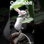 Cute rabbit #short