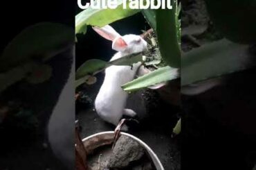 Cute rabbit #short