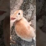Cute Baby Rabbit cleaning itself