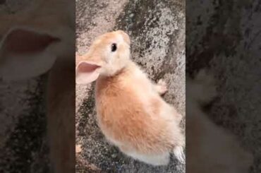Cute Baby Rabbit cleaning itself