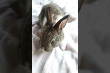 cute bunny