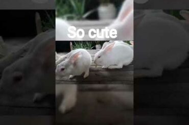 cute rabbit #short