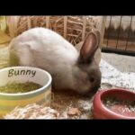 Cute bunny and rabbits clips completions. Cutest rabbits#1 cutest bunnies#2