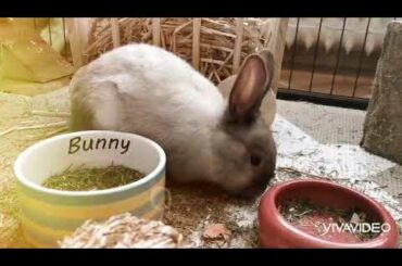 Cute bunny and rabbits clips completions. Cutest rabbits#1 cutest bunnies#2