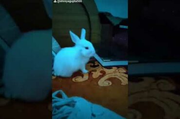my cute baby rabbit .#shorts