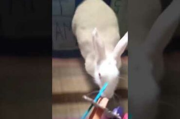 cute bunny || #shorts