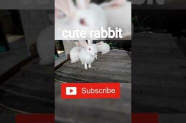 cute rabbit #short