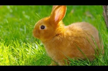 Cute Rabbit