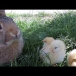 Giant Rabbit Loves the Little Baby Chickens