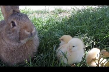 Giant Rabbit Loves the Little Baby Chickens