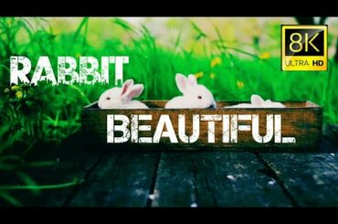 Cute rabbit beautiful rabbit 8K ULTRA HD VIDEO 60FPS Peru cute rabbit videos,cute rabbit baby