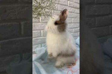 So cute rabbit #shorts