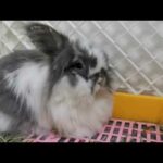 Cute Bunny and Rabbit Video - Super Cute Angora and Holland Lop