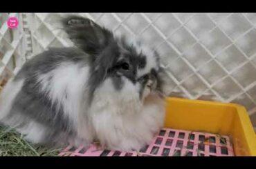 Cute Bunny and Rabbit Video - Super Cute Angora and Holland Lop
