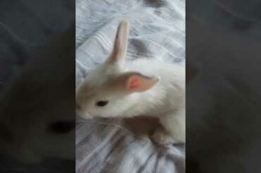 cute bunny