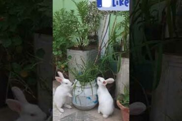 cute rabbit eating a fresh green grass||13|| #shorts