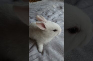 cute bunny ever