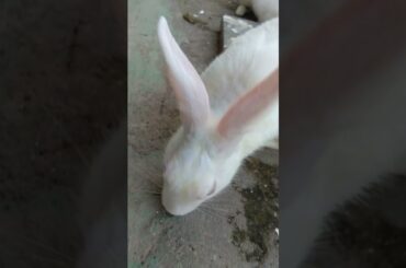 cute rabbit