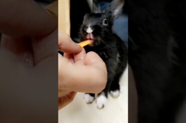 Cute Baby Bunny eating Papaya for first time.