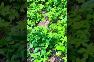 Cute Bunny Enjoying his Lunch #Shorts