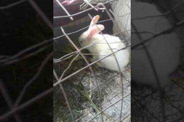 Cute rabbit eating and playing inside cage #shorts