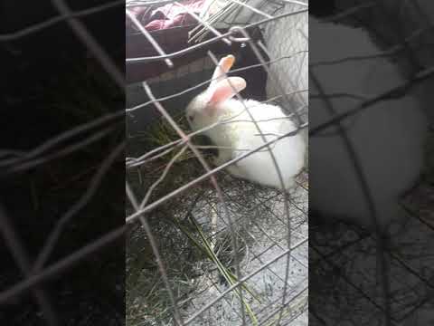Cute rabbit eating and playing inside cage #shorts