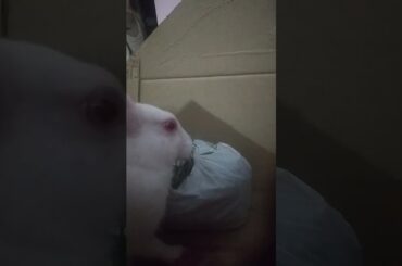 Rabbit ki masti | Cute Rabbit video #rabbits