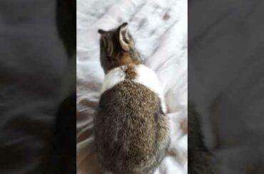 cute bunny