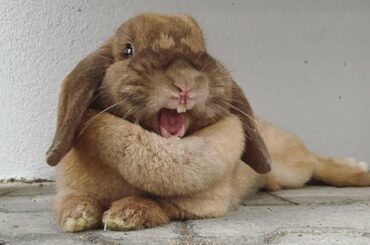 Cute Rabbit Funny Moments - Cute Rabbit Moments - Cute Rabbit Videos & Funny Rabbit Videos