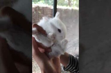 cute rabbit