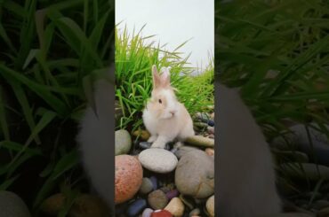Cute Rabbit eating green #shorts #animalworld #discoveranimal #wildlife