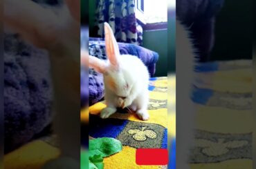 rabbit washing her face |10| cute baby rabbit #rabbit #shorts