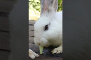 Cute Rabbit Water Lily | Animals Real ASMR #32