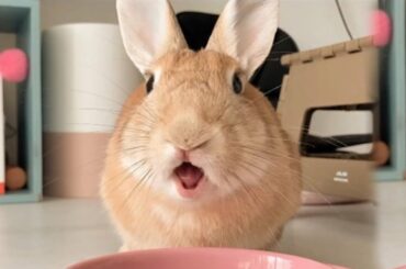 Funniest Rabbits & Funniest Bunnies - Cute Rabbit Doing Funny Things