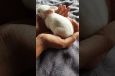 cute bunny