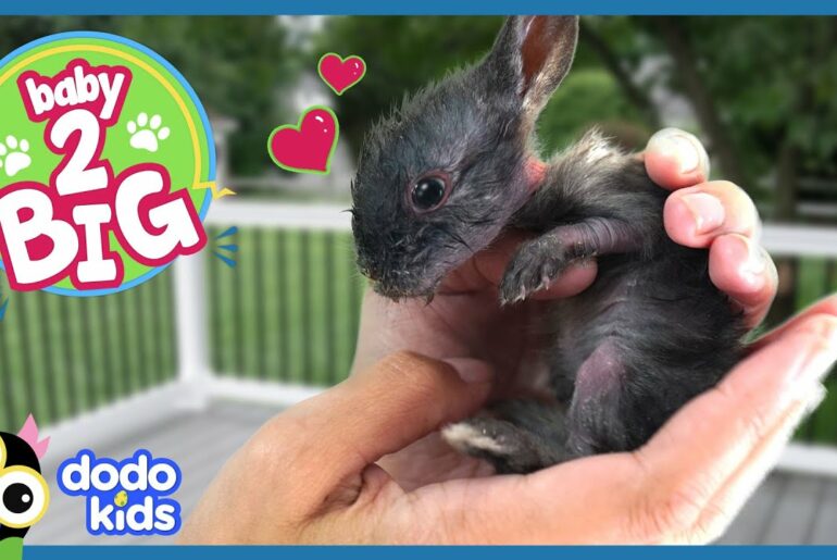 Tiny Bunny Is So Much Smaller Than His Baby Siblings | Baby 2 Big | Dodo Kids