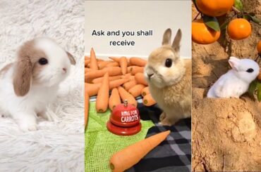 The CUTEST BUNNY RABBITS on the Internet 2021| Easter Bunnies TikTok Compilation