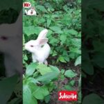 Cute Rabbit likes green leafy very much.|| Green leaf is also a natural diet||14|| #shorts