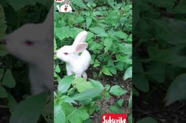 Cute Rabbit likes green leafy very much.|| Green leaf is also a natural diet||14|| #shorts