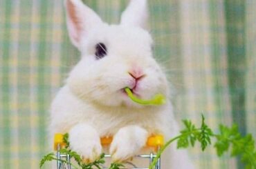 Cutest Rabbit In The World - Cute Baby Bunny Rabbit - Cutest Animals & Cutest Baby Animals