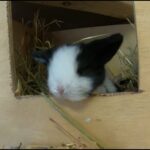 Cute Baby Animals - Funny Baby Bunny Rabbits are too Cute!