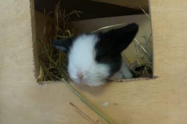 Cute Baby Animals - Funny Baby Bunny Rabbits are too Cute!