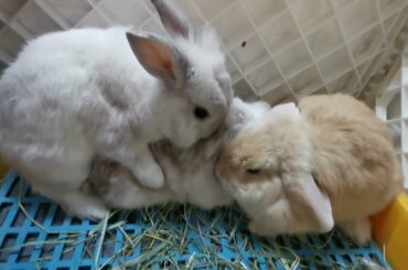 Cute Bunny and Rabbit Video No 15 - Three Cute Bunnies Bonding Session