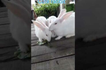 Cute rabbit #short