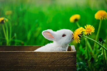 #cuterabbit #rabbits #bunnyFunny Cute Baby Bunny Rabbit Videos  Baby Animal Video Compilation 2021