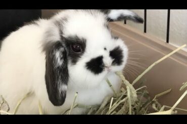 Cutest Baby Bunny Munching On Hay